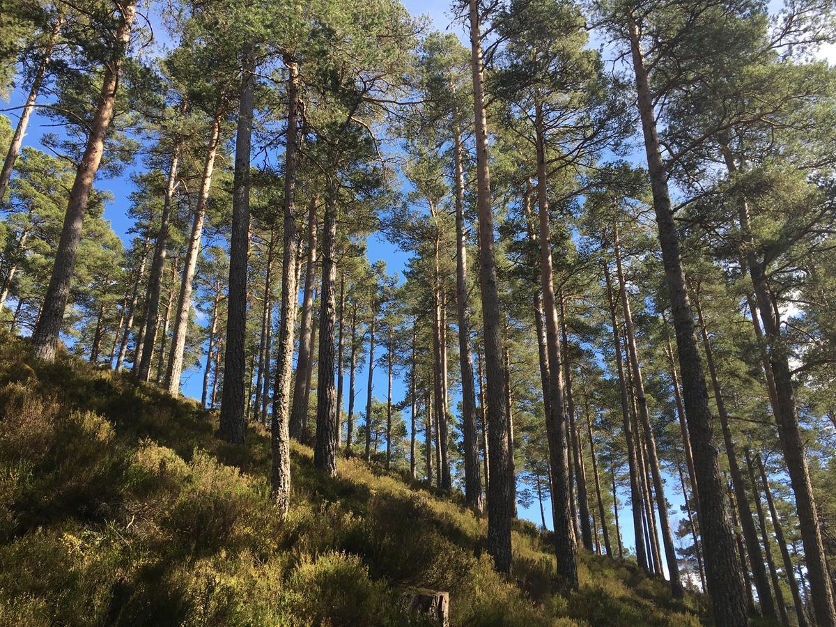 Firhall Highland B&B Grantown-on-Spey Екстериор снимка